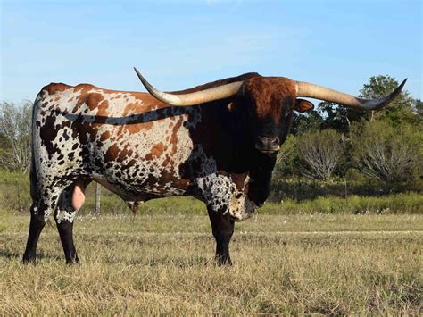 Pinzgauers are a breed of cattle originating in Austria over 1500 years ago. . Cattle for sale in texas